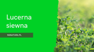 Lucerna siewna – skarbnica zdrowia wśród ziół i superfood