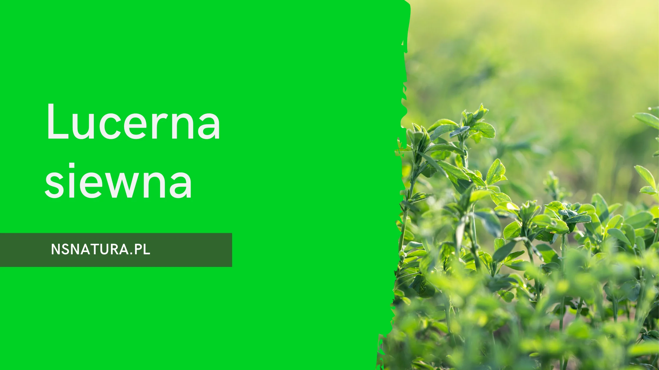 Lucerna siewna – skarbnica zdrowia wśród ziół i superfood