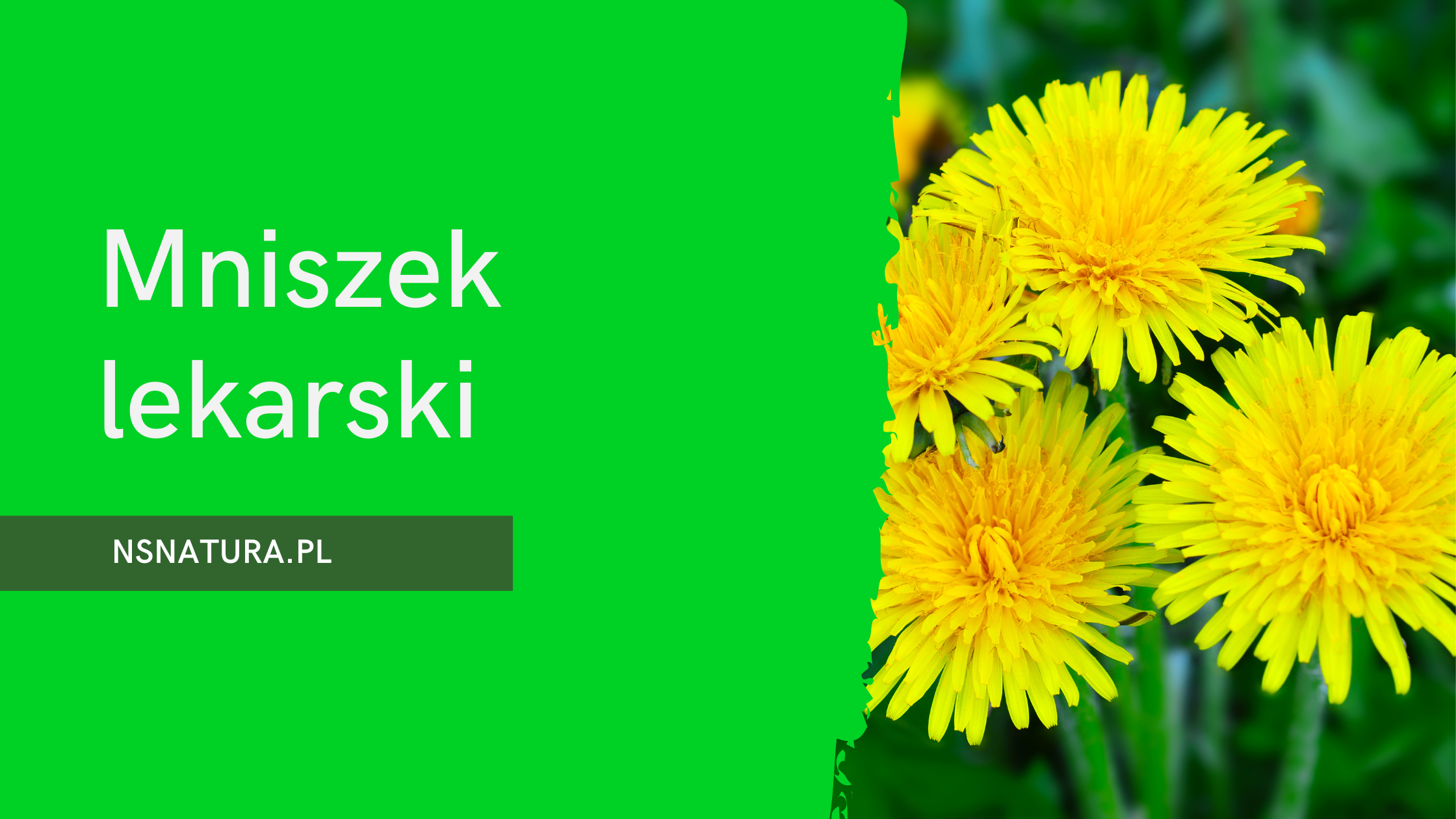 Mniszek lekarski - skarb natury na Twoim talerzu i w apteczce