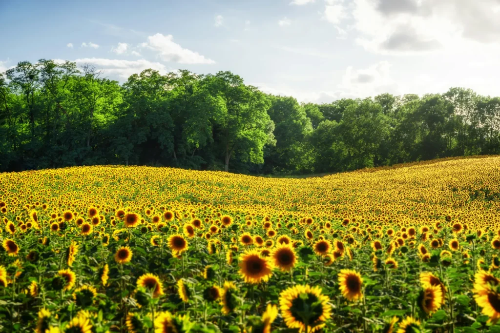 Opinie o Nature's Sunshine Europe