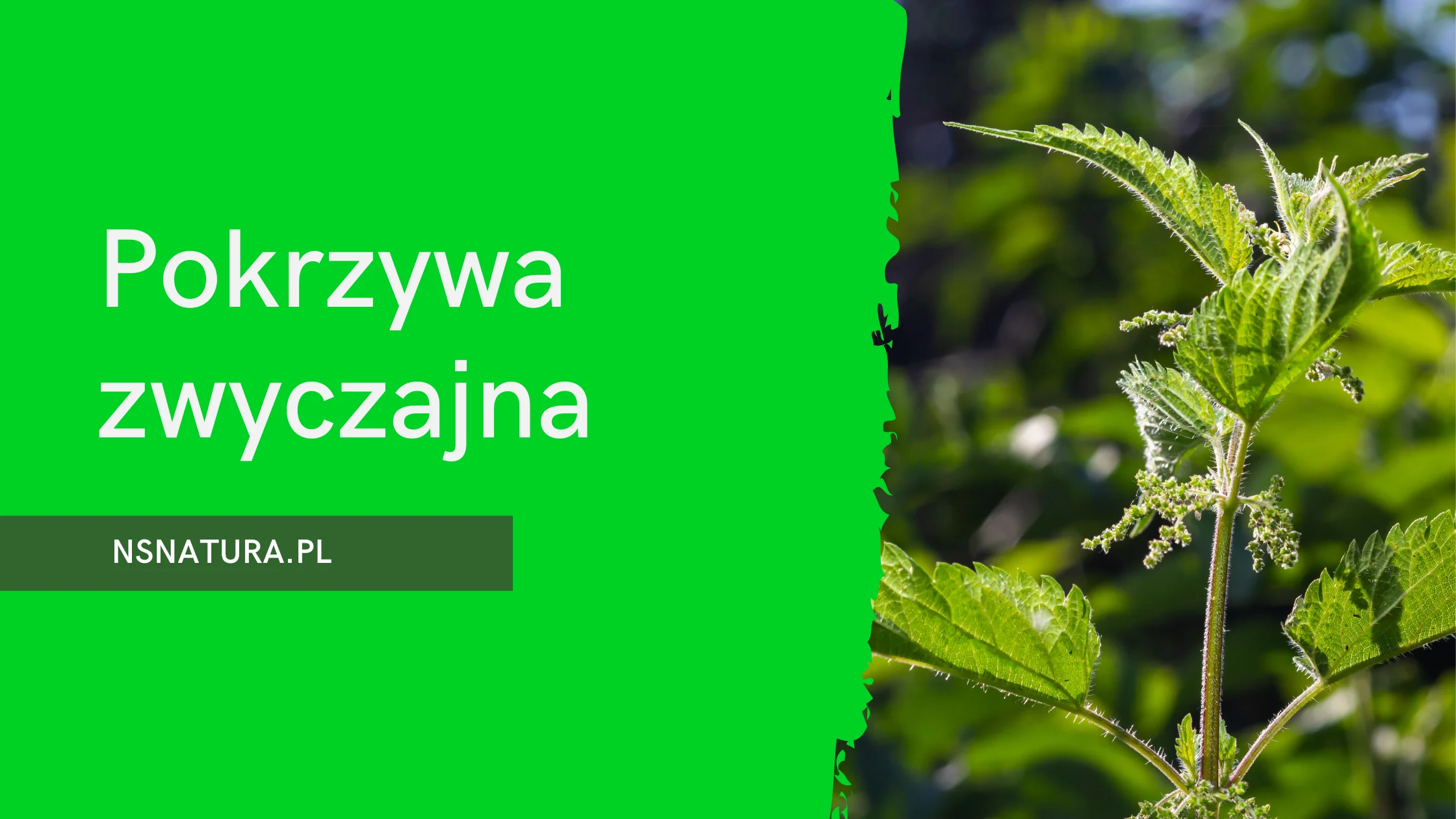 Pokrzywa zwyczajna – nie tylko „parzący chwast”, a skarbnica zdrowia