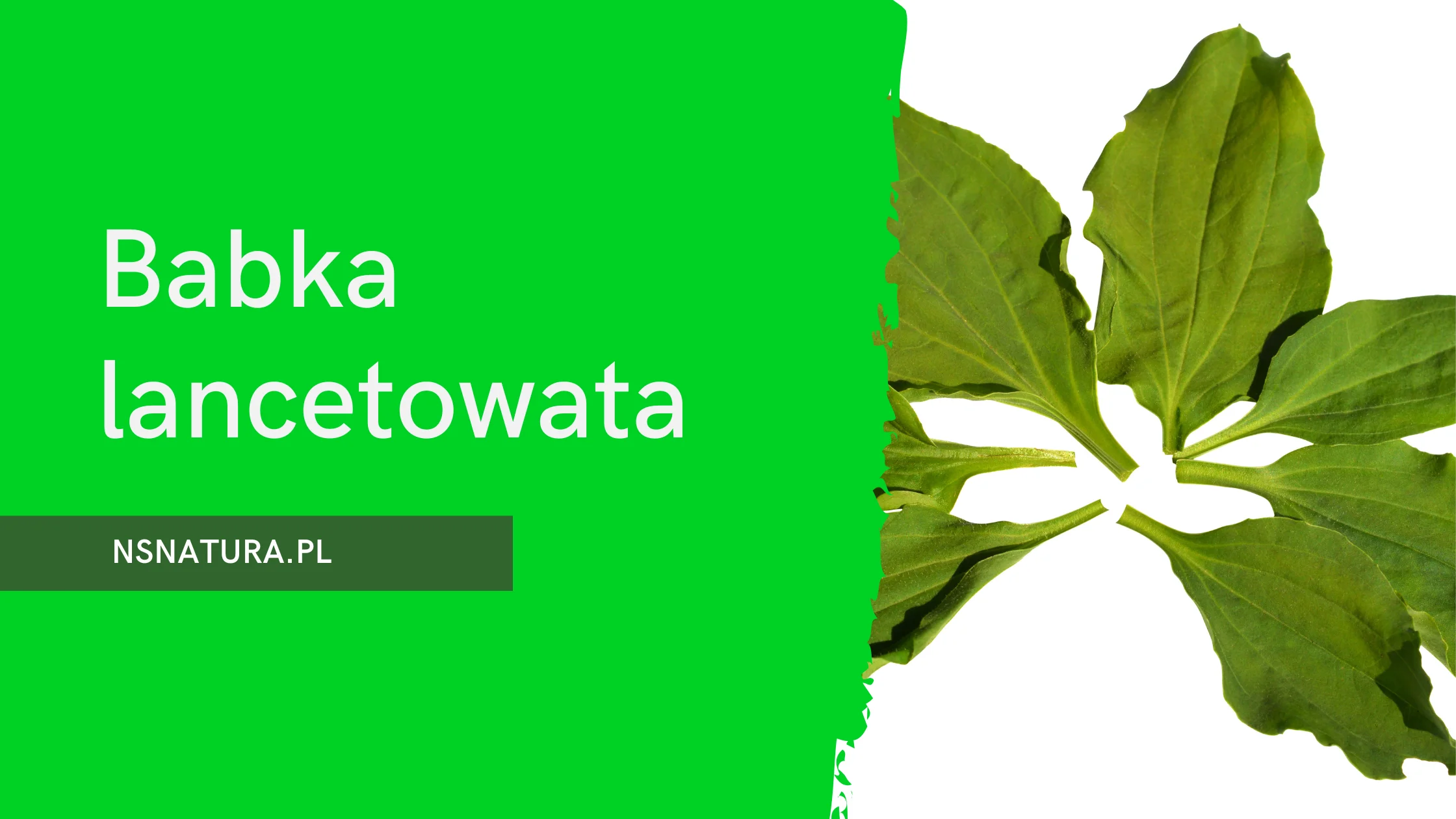 Babka lancetowata - zioło uniwersalne: od tradycji po naukę