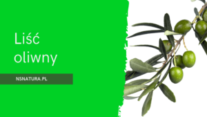 Liść oliwny (Olea europaea) - zioło mądrości i zdrowia