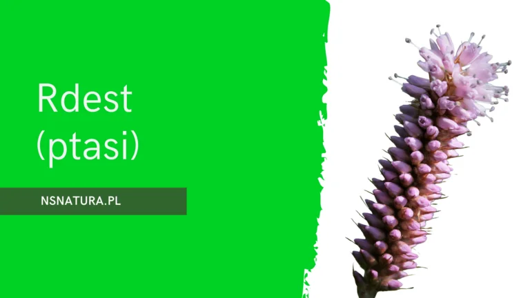Rdest ptasi (Polygonum aviculare) - zioło „z pola” z wieloma twarzami zdrowia