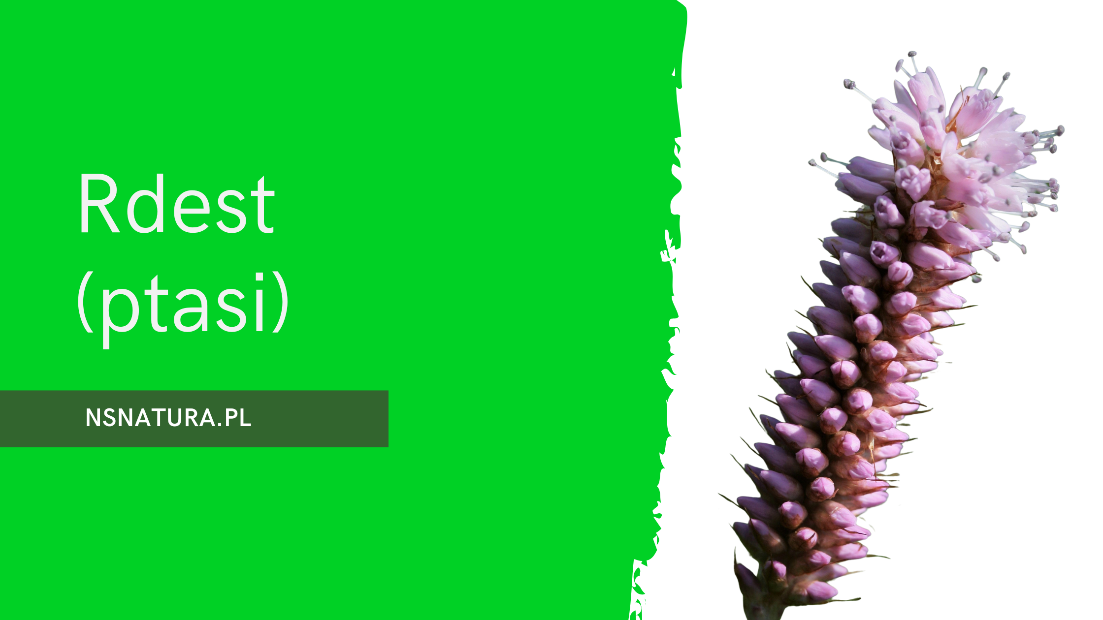 Rdest ptasi (Polygonum aviculare) - zioło „z pola” z wieloma twarzami zdrowia